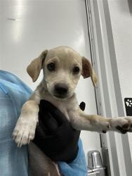 Shelter Stray Female Dog last seen Near BLOCK E OLIVE AVE, FRESNO CA 93702 1034, 5277 E Airways Blvd, Fresno, CA 93727, USA