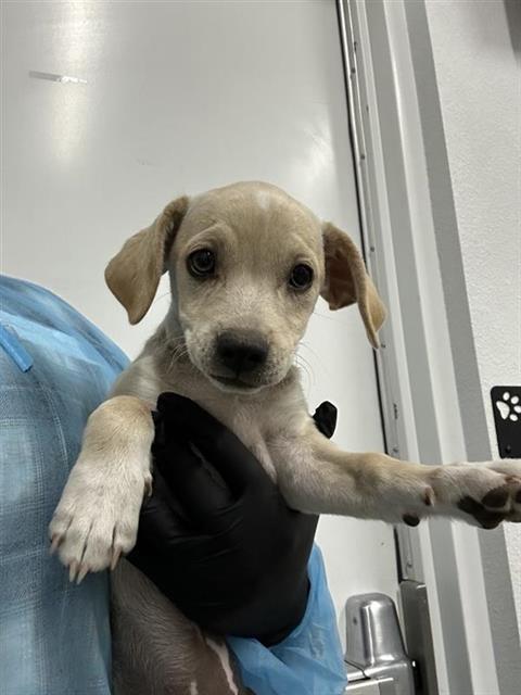 Shelter Stray Female Dog last seen Near BLOCK E OLIVE AVE, FRESNO CA 93702 1034, 5277 E Airways Blvd, Fresno, CA 93727, USA