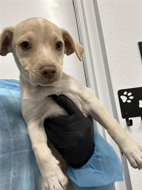 Shelter Stray Female Dog last seen Near BLOCK E OLIVE AVE, FRESNO CA 93702 1034, 5277 E Airways Blvd, Fresno, CA 93727, USA