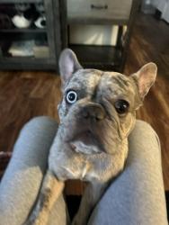 Lost Male Dog last seen East 43rd street Tacoma wa, Tacoma, WA 98404