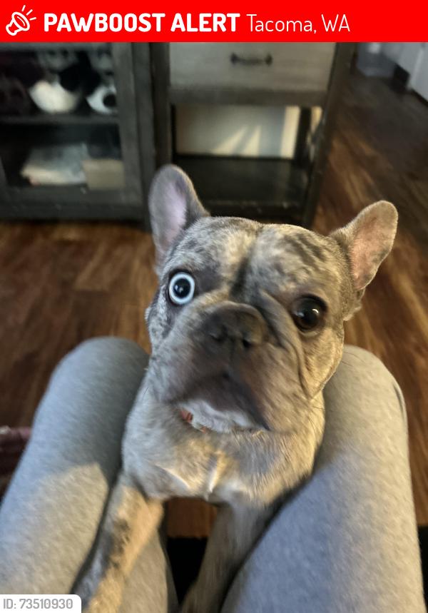 Lost Male Dog last seen East 43rd street Tacoma wa, Tacoma, WA 98404