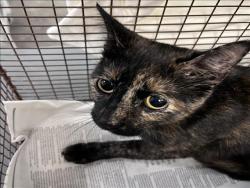 Shelter Stray Female Cat last seen , 1850 W 60th St, Los Angeles, CA 90047, USA