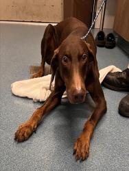 Shelter Stray Male Dog last seen HUGHES RANCH RD, 8311 Freedom Dr, Pearland, TX 77581, USA