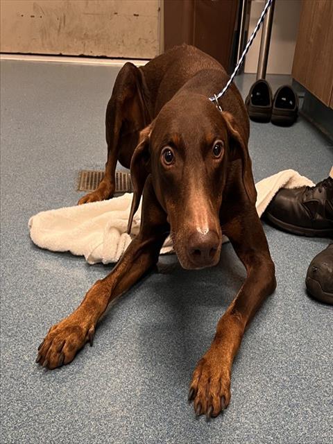 Shelter Stray Male Dog last seen HUGHES RANCH RD, 8311 Freedom Dr, Pearland, TX 77581, USA