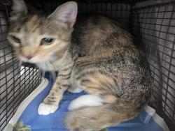 Shelter Stray Female Cat last seen , 1850 W 60th St, Los Angeles, CA 90047, USA