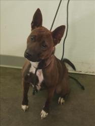 Shelter Stray Female Dog last seen , 1850 W 60th St, Los Angeles, CA 90047, USA