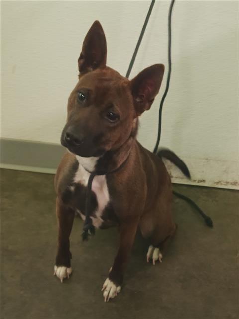 Shelter Stray Female Dog last seen , 1850 W 60th St, Los Angeles, CA 90047, USA