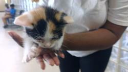 Shelter Stray Female Cat last seen MIRABEAU DR, 4950 SW Triana Blvd, Huntsville, AL 35805, USA