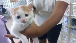 Shelter Stray Female Cat last seen MIRABEAU DR, 4950 SW Triana Blvd, Huntsville, AL 35805, USA