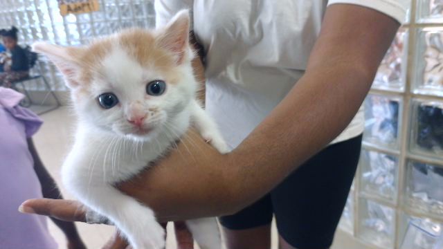 Shelter Stray Female Cat last seen MIRABEAU DR, 4950 SW Triana Blvd, Huntsville, AL 35805, USA