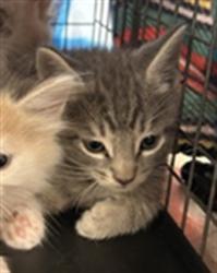 Shelter Stray Male Cat last seen Near BLOCK WALNUT FARM PL, 3528 Newburg Rd, Louisville, KY 40218, USA