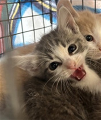 Shelter Stray Female Cat last seen Near BLOCK WALNUT FARM PL, 3528 Newburg Rd, Louisville, KY 40218, USA