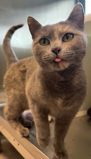 Shelter Stray Female Cat last seen Near BLOCK N 7TH AVE, 12155 Park Blvd, Brighton, CO 80601, USA