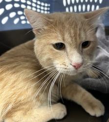 Shelter Stray Male Cat last seen Near BLOCK N QUEBEC ST, DENVER CO 80238, 2080 S Quebec St, Denver, CO 80231, USA