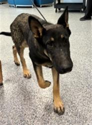 Shelter Stray Male Dog last seen Near BLOCK STROILWAY ST, 12155 Park Blvd, Brighton, CO 80601, USA