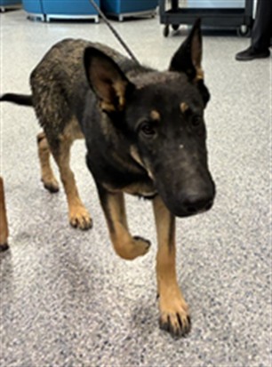 Shelter Stray Male Dog last seen Near BLOCK STROILWAY ST, 12155 Park Blvd, Brighton, CO 80601, USA