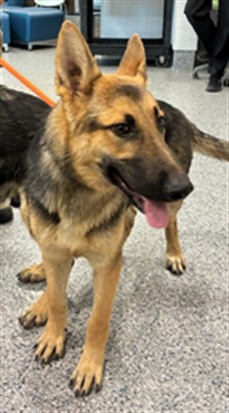 Shelter Stray Female Dog last seen Near BLOCK STROILWAY ST, 12155 Park Blvd, Brighton, CO 80601, USA