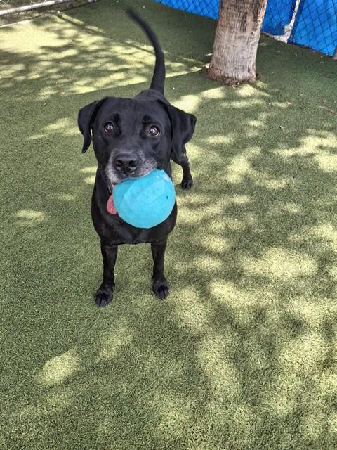 Shelter Stray Male Dog last seen Near BLOCK SW 95TH CT, 3599 NW 79th Ave, Doral, FL 33122, USA