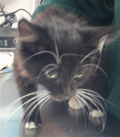 Shelter Stray Female Cat last seen N CLASSEN & NW 23RD, 2811 SE 29th St, Oklahoma City, OK 73129, USA