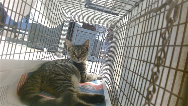 Shelter Stray Female Cat last seen Near BLOCK NW 12 AVE, 3599 NW 79th Ave, Doral, FL 33122, USA