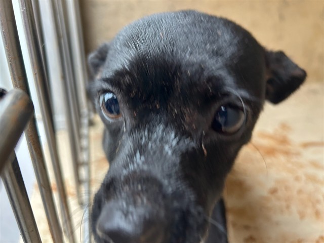 Shelter Stray Female Dog last seen Near BLOCK SE 35TH ST, OKLAHOMA CITY OK 73129, 2811 SE 29th St, Oklahoma City, OK 73129, USA