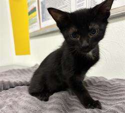Shelter Stray Male Cat last seen , 600 Aviation Dr, Camarillo, CA 93010, USA