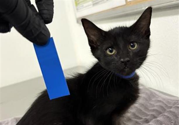 Shelter Removed Male Cat last seen , 600 Aviation Dr, Camarillo, CA 93010, USA