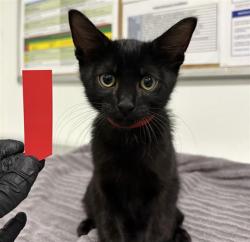 Shelter Stray Male Cat last seen , 600 Aviation Dr, Camarillo, CA 93010, USA