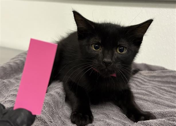 Shelter Stray Male Cat last seen , 600 Aviation Dr, Camarillo, CA 93010, USA