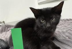Shelter Stray Female Cat last seen , 600 Aviation Dr, Camarillo, CA 93010, USA