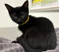 Shelter Stray Male Cat last seen , 600 Aviation Dr, Camarillo, CA 93010, USA