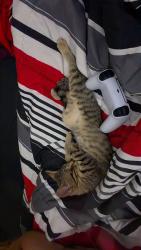 Lost Female Cat last seen Reflections on 92nd apmts, Westminster, CO 80021