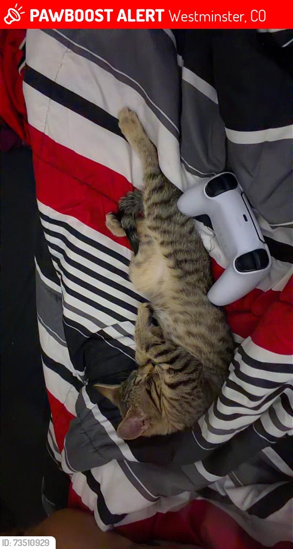 Lost Female Cat last seen Reflections on 92nd apmts, Westminster, CO 80021