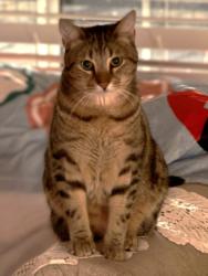 Shelter Stray Male Cat last seen , 14409 Vanowen St, Van Nuys, CA 91405, USA