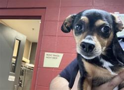 Shelter Stray Male Dog last seen Near BLOCK N BROADWAY AVE, WICHITA KS 67219, 3303 N Hillside St, Wichita, KS 67219, USA