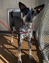 Shelter Stray Female Dog last seen Near BLOCK FAITH CIR, PERRIS, CA, 227 N D St, Perris, CA 92570, USA