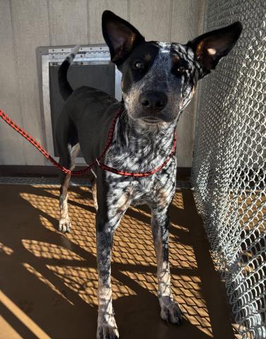 Shelter Stray Female Dog last seen Near BLOCK FAITH CIR, PERRIS, CA, 227 N D St, Perris, CA 92570, USA