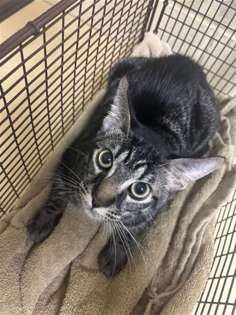 Shelter Stray Male Cat last seen POWER INN RD & BROOKFIELD DR, 2127 Front St, Sacramento, CA 95818, USA