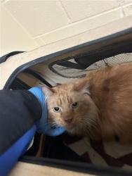 Shelter Stray Male Cat last seen DIAS AVE & TRAVELODGE MHP, 2127 Front St, Sacramento, CA 95818, USA