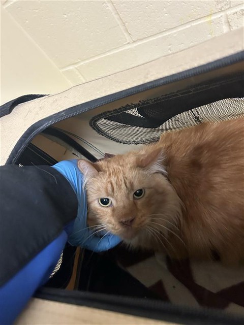 Shelter Stray Male Cat last seen DIAS AVE & TRAVELODGE MHP, 2127 Front St, Sacramento, CA 95818, USA