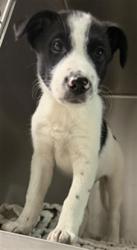 Shelter Stray Male Dog last seen , 11361 W Pico Blvd, Los Angeles, CA 90064, USA