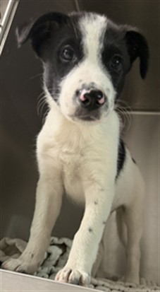 Shelter Stray Male Dog last seen , 11361 W Pico Blvd, Los Angeles, CA 90064, USA