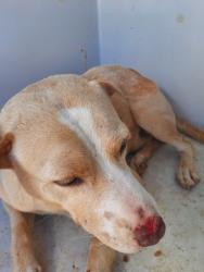 Shelter Stray Male Dog last seen , 1150 11 Mile Corner, Casa Grande, AZ 85194, USA