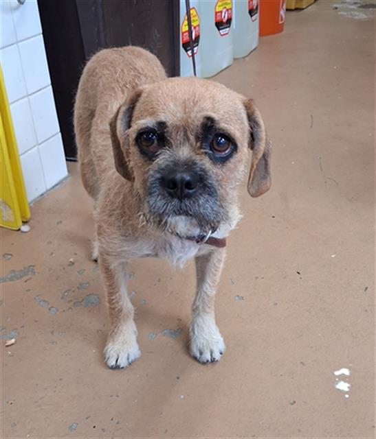 Shelter Stray Female Dog last seen Near BLOCK E 24TH ST, 130 Beyer Way, Chula Vista, CA 91911, USA