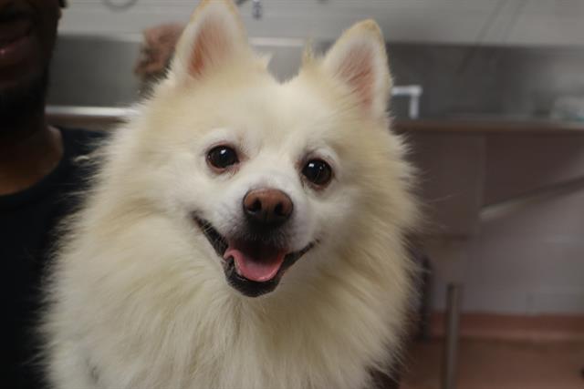 Shelter Stray Male Dog last seen Near BLOCK GADSDEN ST, 127 Humane Ln, Columbia, SC 29201, USA