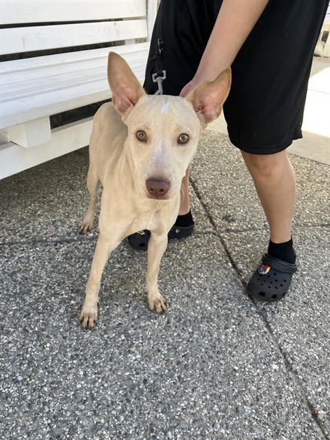Shelter Stray Male Dog last seen Near BLOCK BLCK GUNDRY AVE, LONG BEACH, CA 90805, 7700 E Spring St, Long Beach, CA 90815, USA
