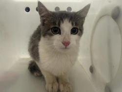 Shelter Stray Unknown Cat last seen PATRON'S RESIDENCE, 4556 Castleton Ct, Castle Rock, CO 80109, USA