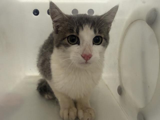 Shelter Stray Unknown Cat last seen PATRON'S RESIDENCE, 4556 Castleton Ct, Castle Rock, CO 80109, USA