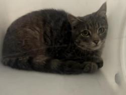 Shelter Stray Unknown Cat last seen PATRON'S RESIDENCE, 4556 Castleton Ct, Castle Rock, CO 80109, USA