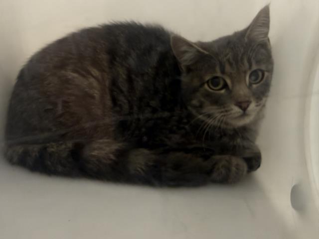 Shelter Stray Unknown Cat last seen PATRON'S RESIDENCE, 4556 Castleton Ct, Castle Rock, CO 80109, USA